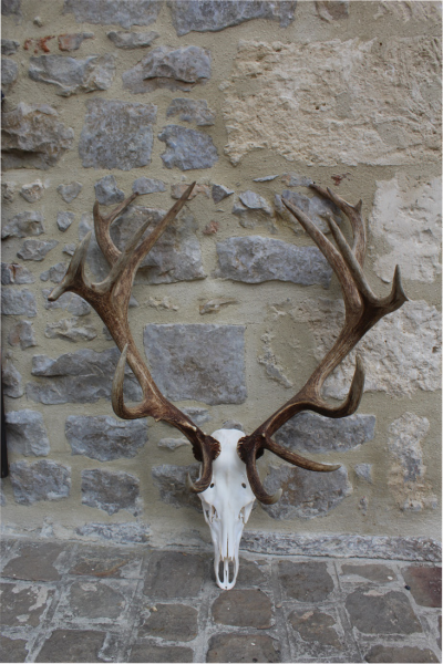 Cerf 1