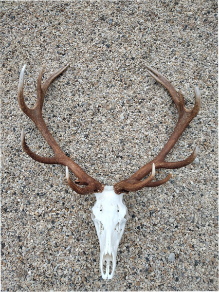 Cerf 2