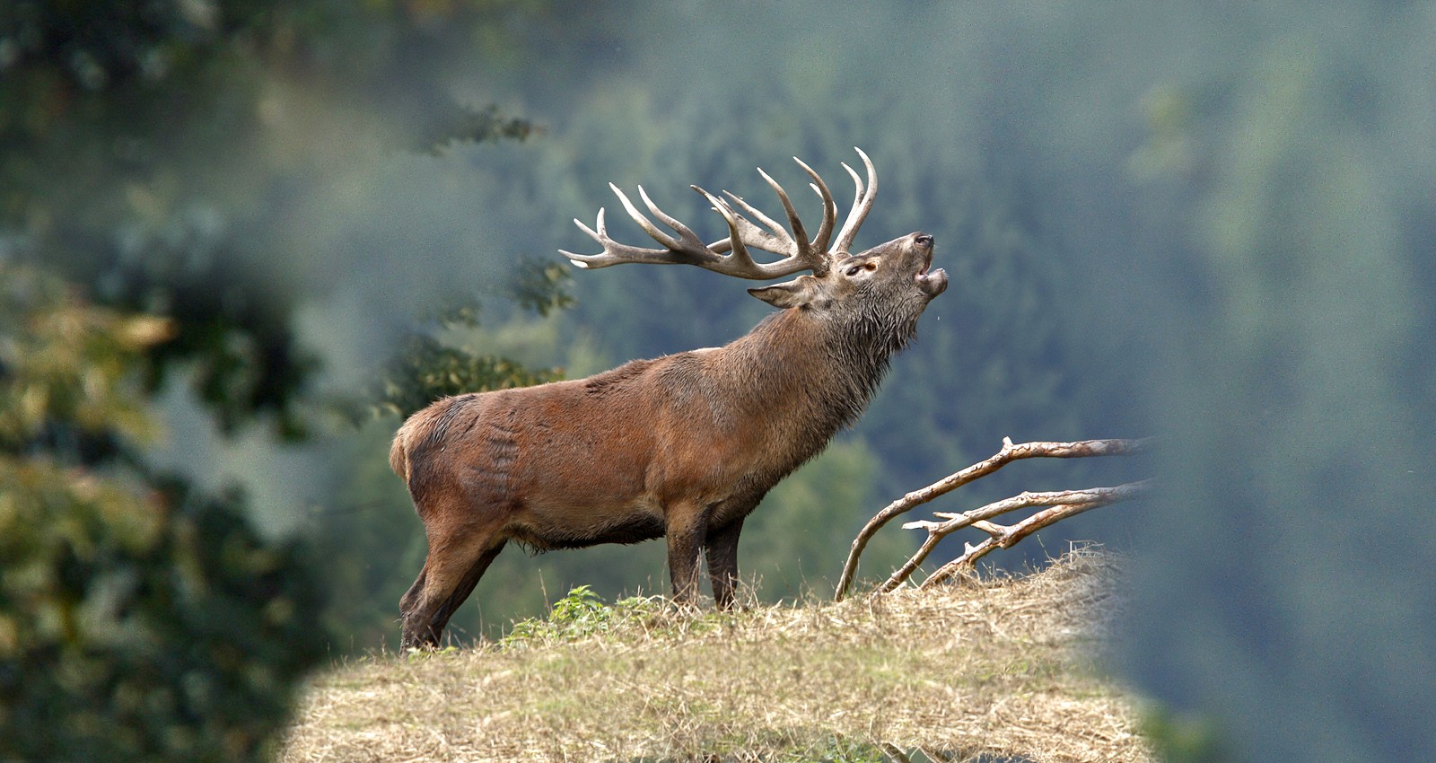 Société de Chasse Militaire du Camp de Sissonne